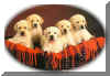 puppy.1.jpg (8362 bytes)